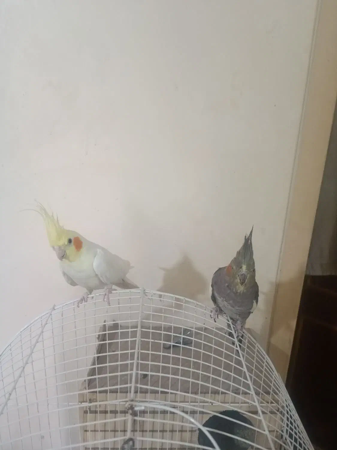 ۵عدد عروس هلندی مولد + جوجه|پرنده|قدس, شهرقدس|دیوار