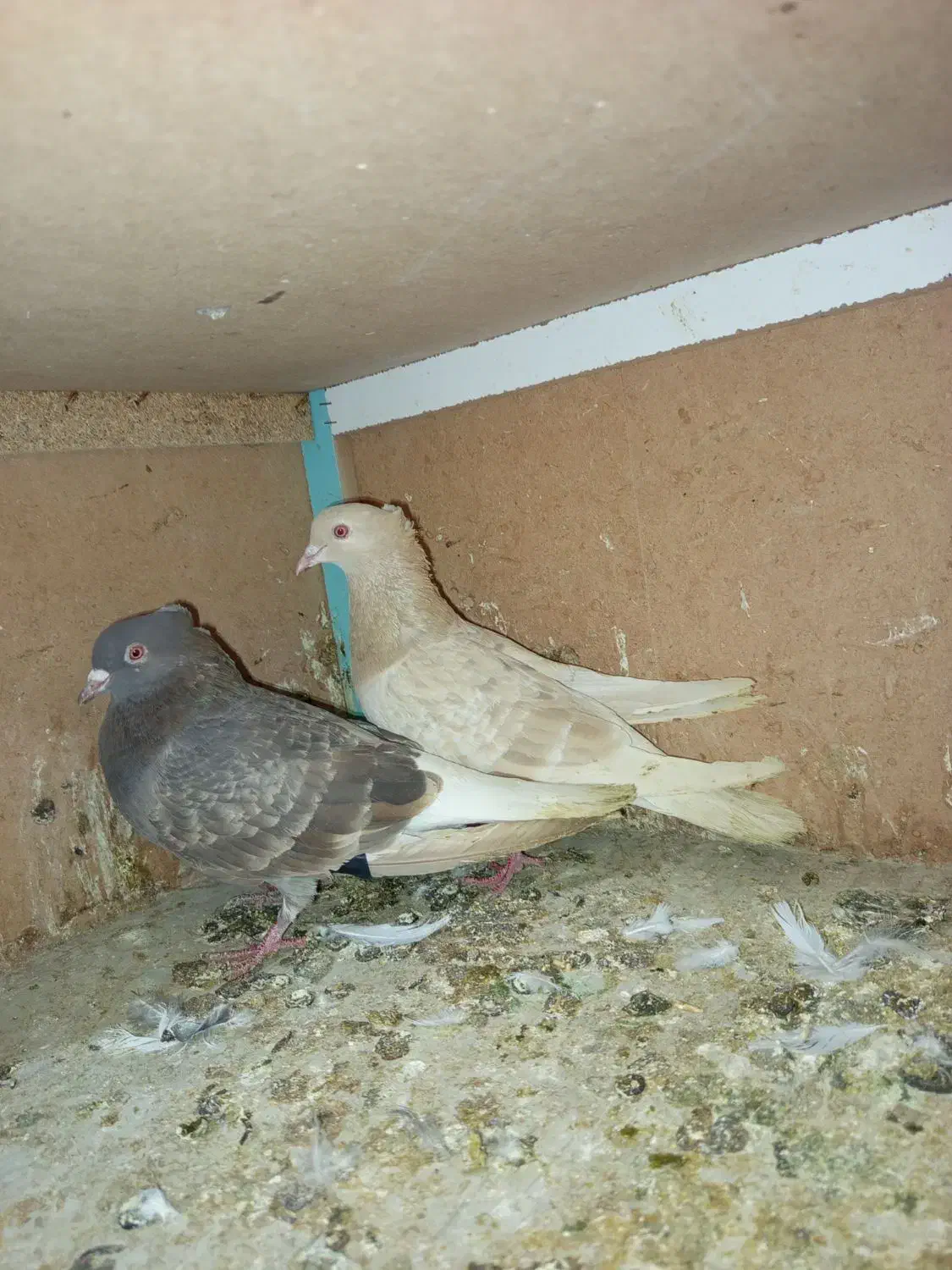 کفتر رنگی|پرنده|مشکیندشت, |دیوار