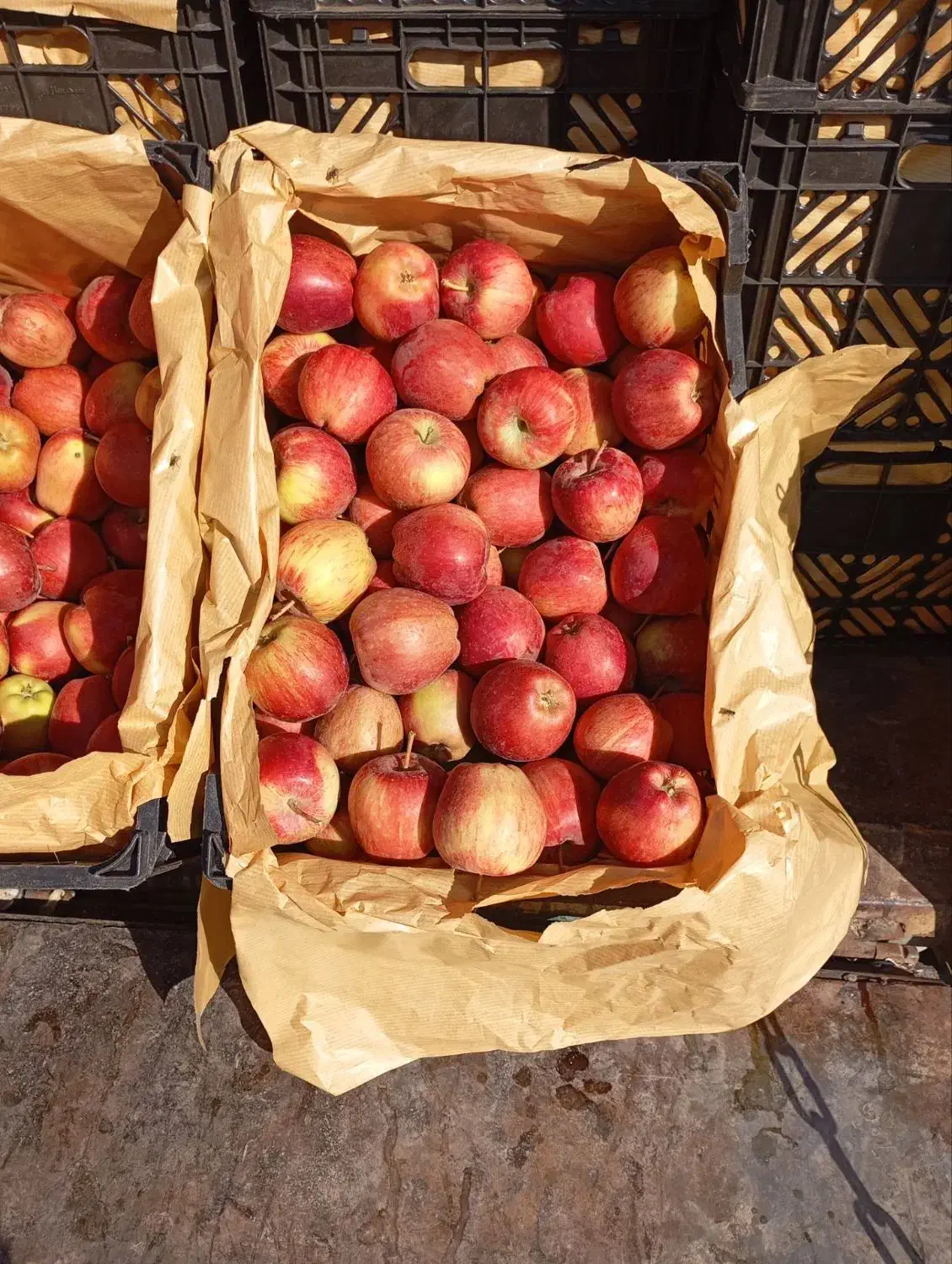 سیب قرمز استخوانی و نارنگی شیرین|خوردنی و آشامیدنی|جوانرود, |دیوار