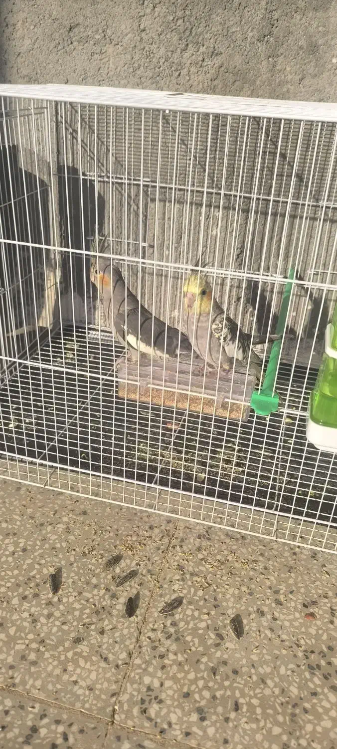 دو عدد عروس هلندی|پرنده|زبرخان, |دیوار