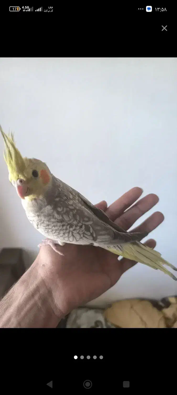 گمشده|حیوانات|فولادشهر, مسکن مهر فولادشهر|دیوار