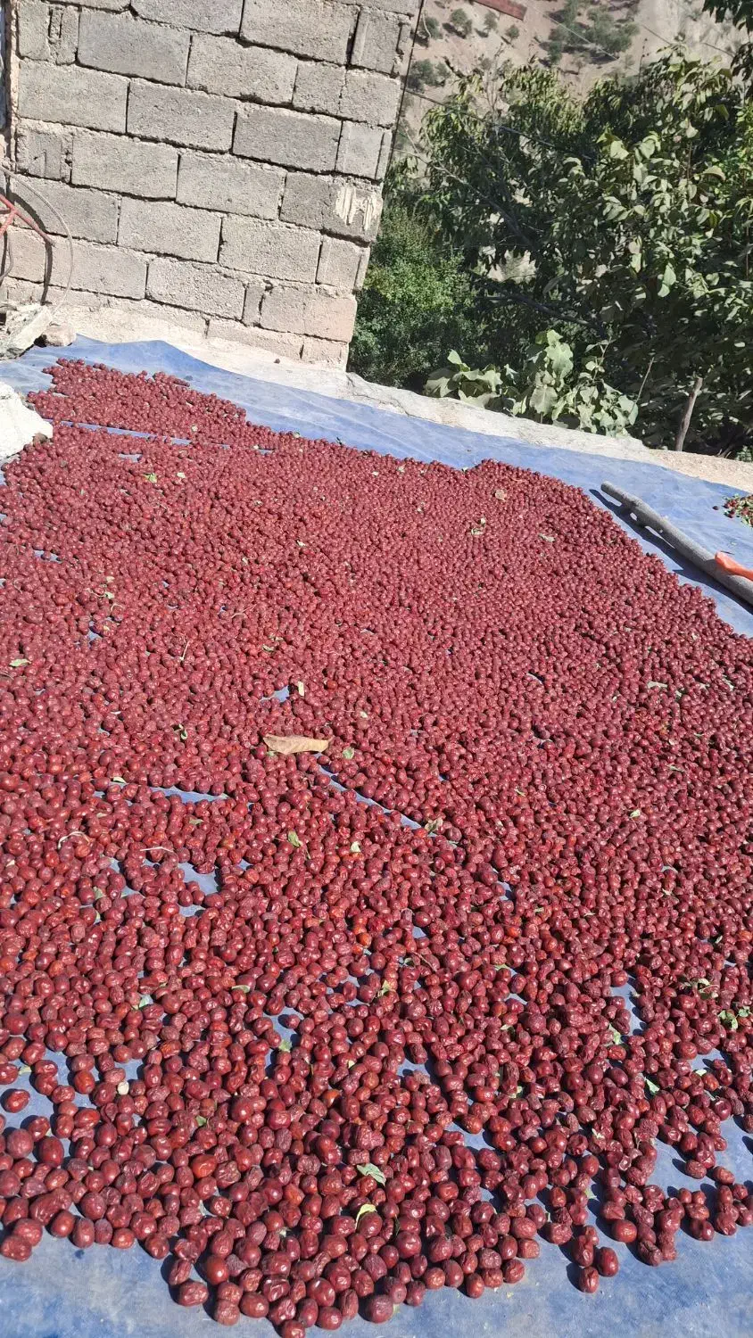 عناب و گردو تازه و باکیفیت|حراج|الیگودرز, |دیوار