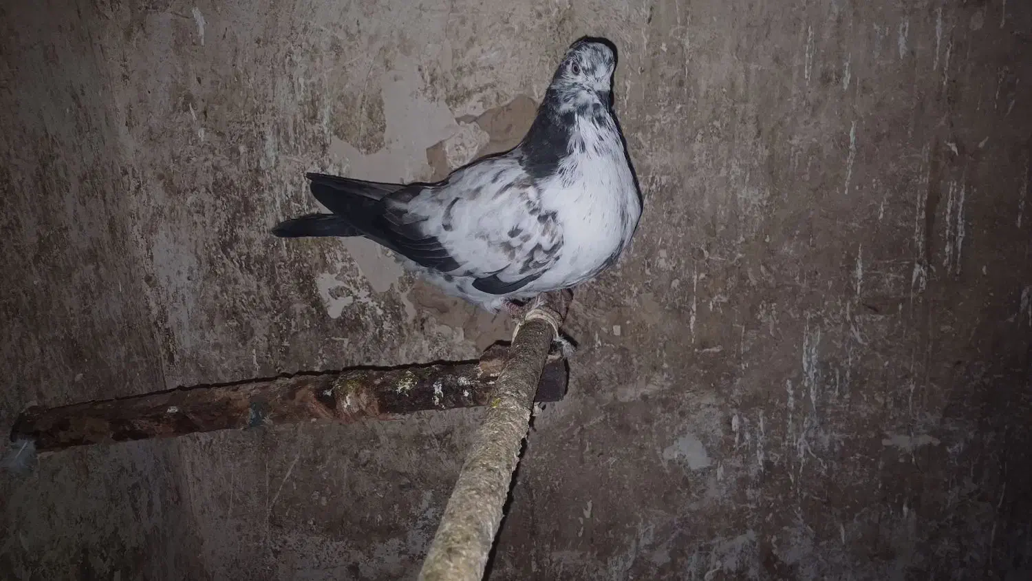 کبوتر|پرنده|ماکو, |دیوار