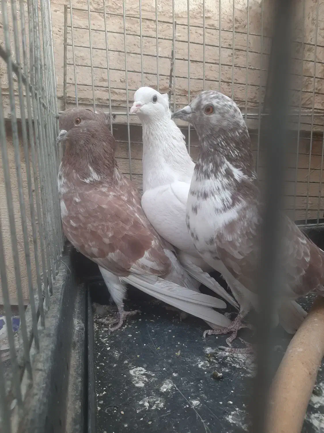 سه عدد کبوتر یکجا|پرنده|تهران, پرستار|دیوار