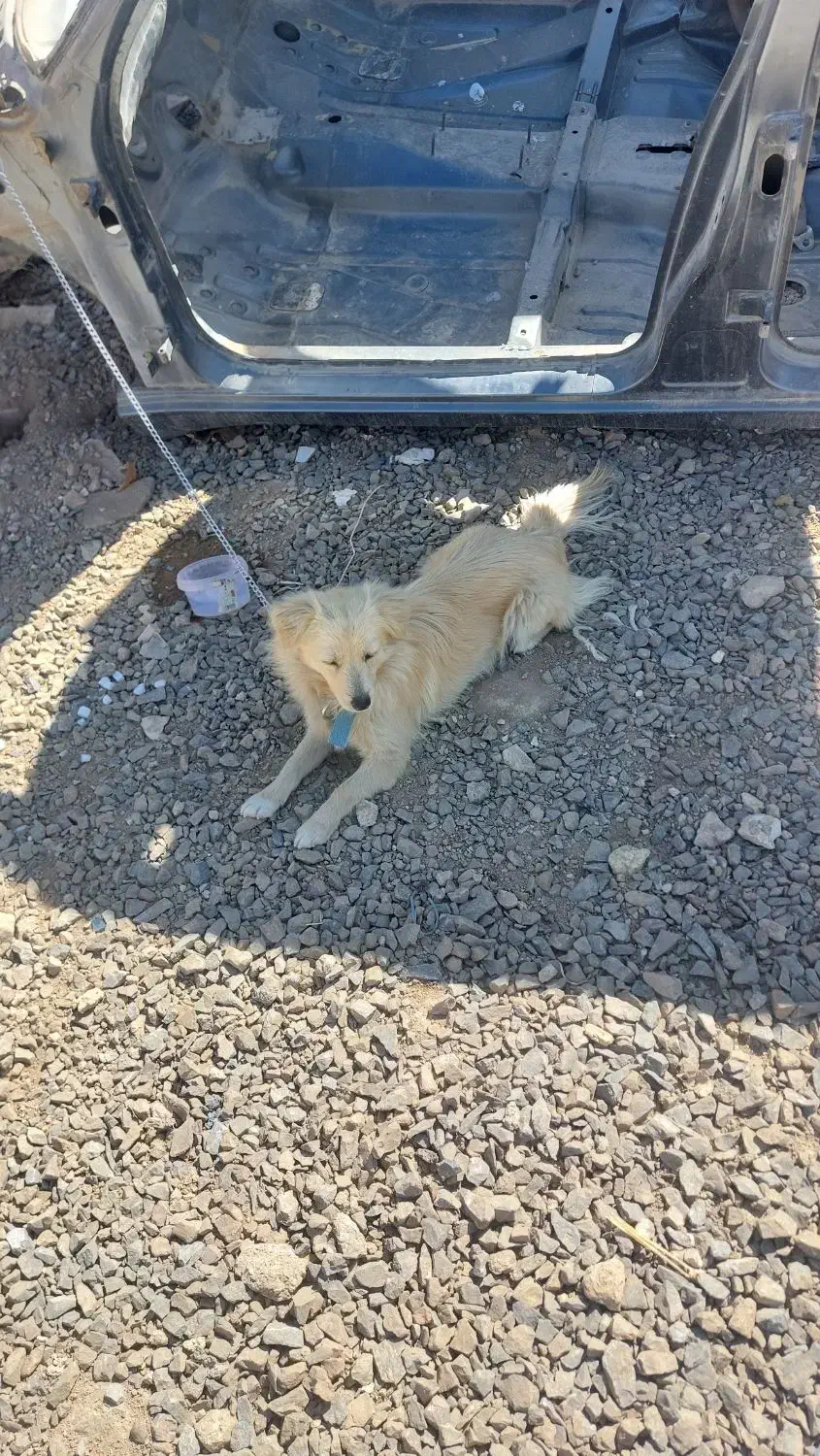 پیدا شدن سگ|حیوانات|اصفهان, محمودآباد|دیوار