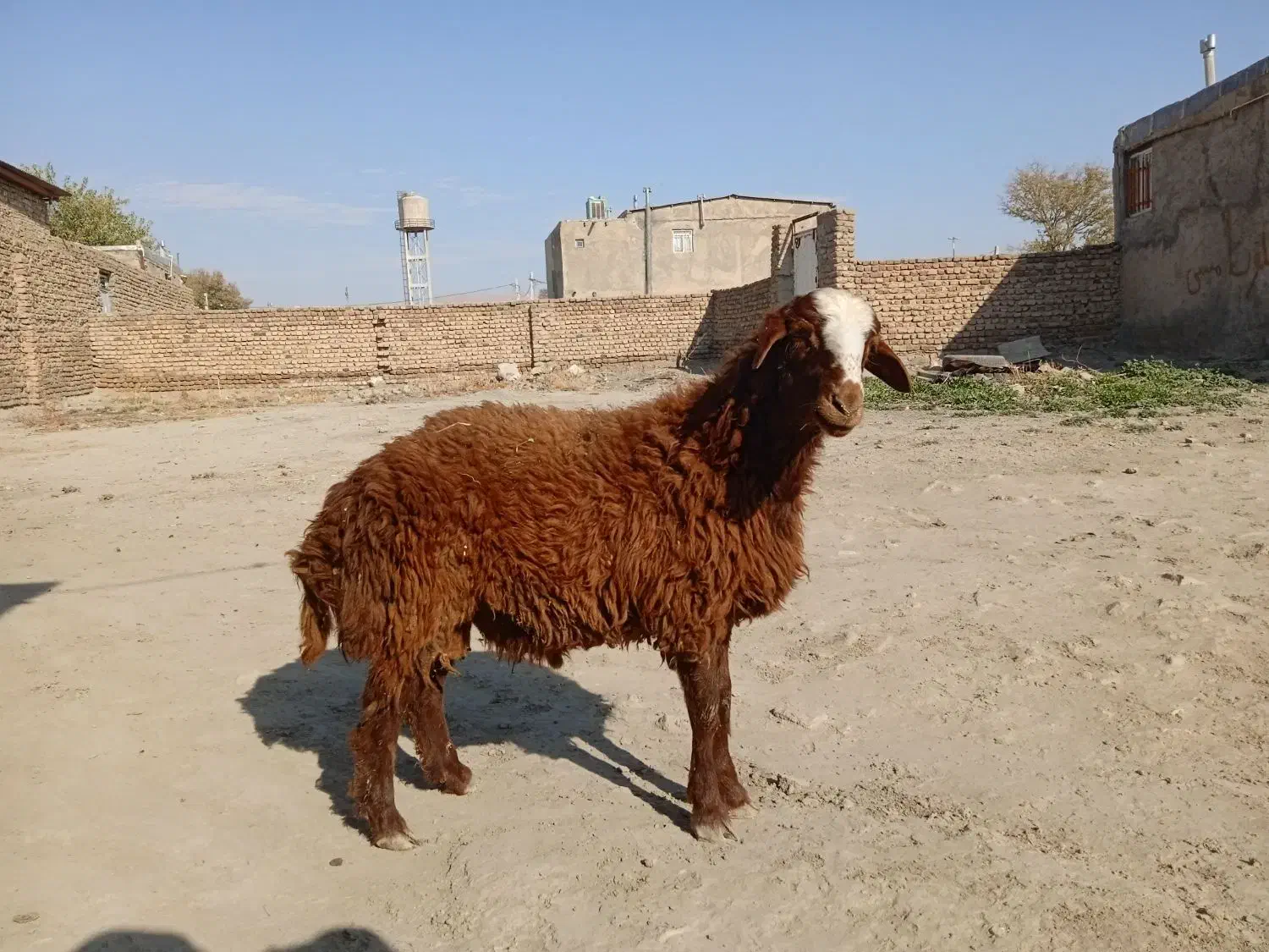 قوچ افشار یک ساله|حیوانات مزرعه|سیلاخور, |دیوار