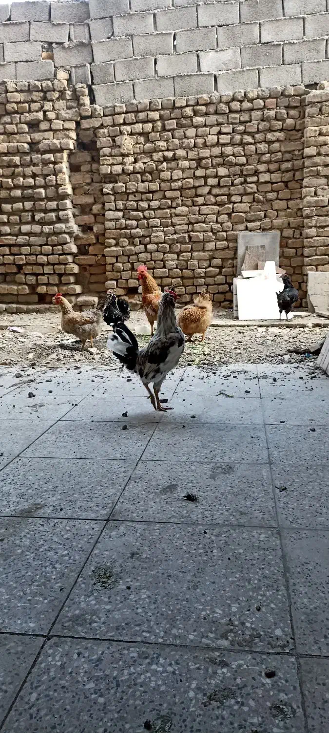 حیوانات|حیوانات مزرعه|ماهدشت, |دیوار