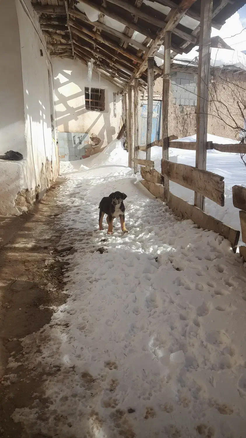 سه عدد توله|سگ|خلخال, |دیوار