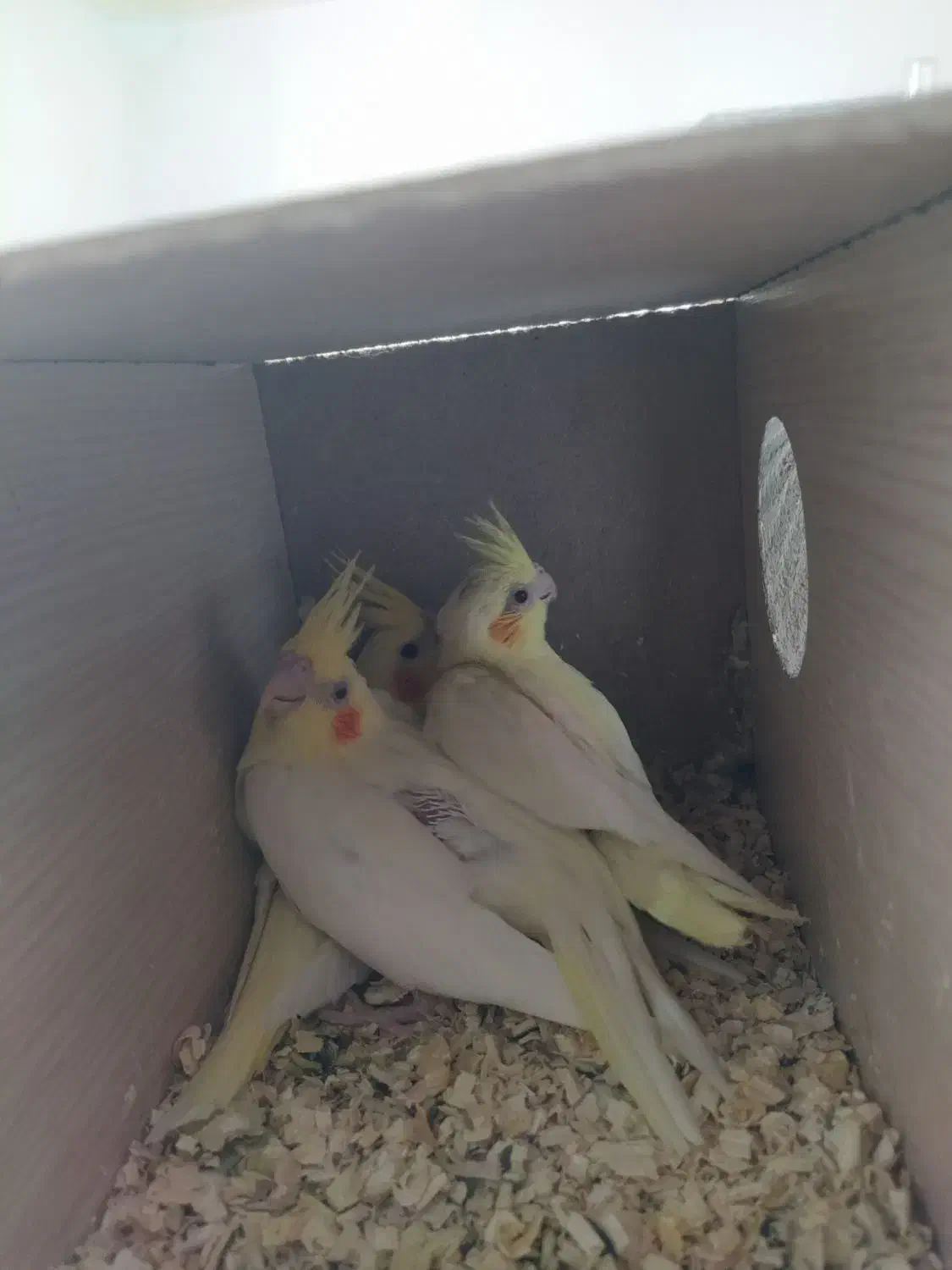 یک جفت جوجه لوتینو رنگ خاص|پرنده|بیرجند, |دیوار