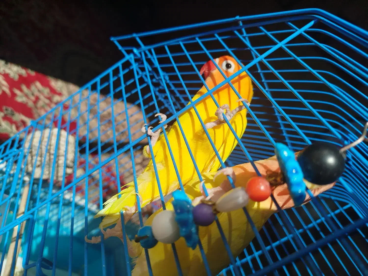 4عدد طوطی برزیلی|پرنده|زرند, |دیوار