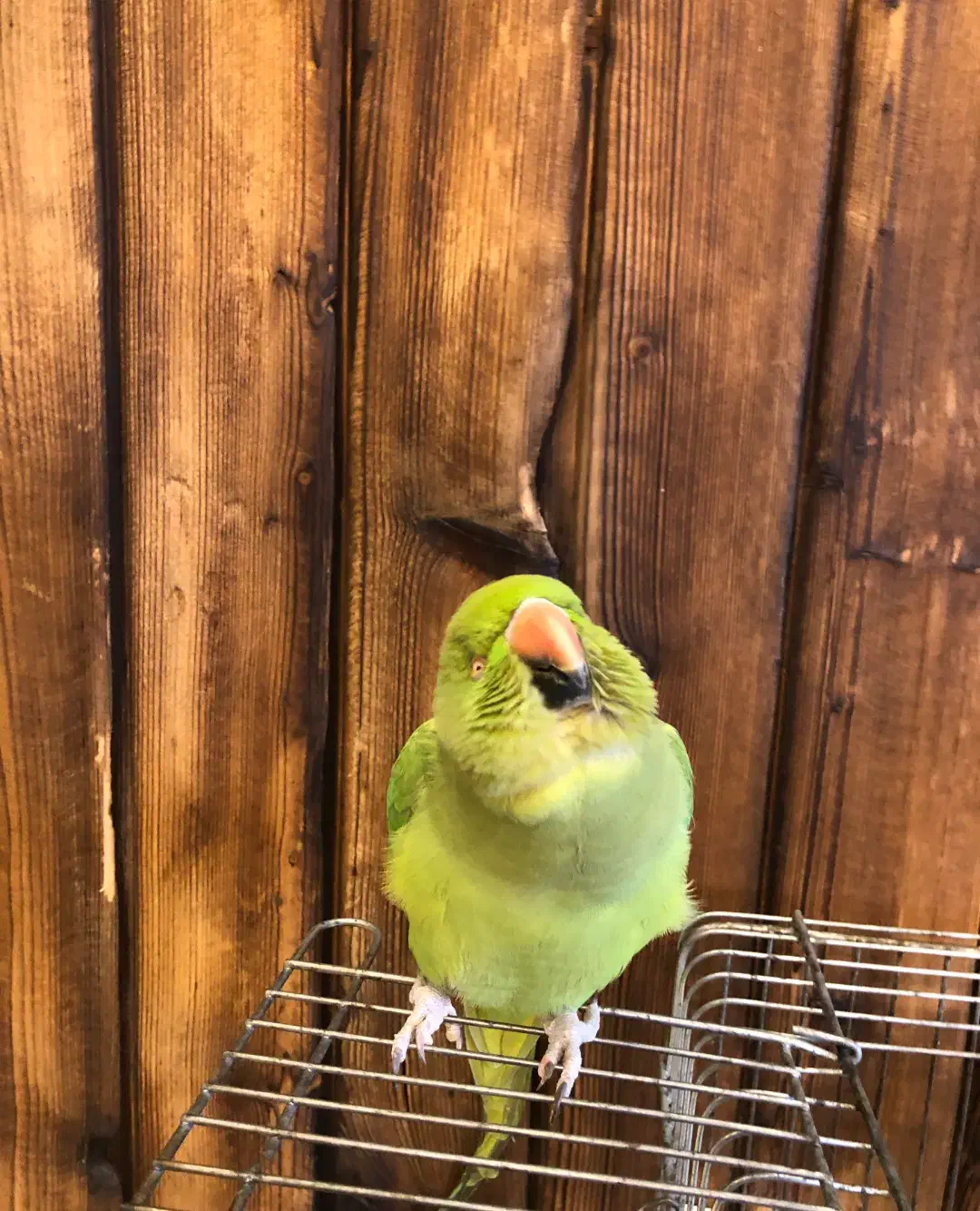 ملنگو ماده یکسالو نیم|پرنده|سلمان‌شهر, |دیوار