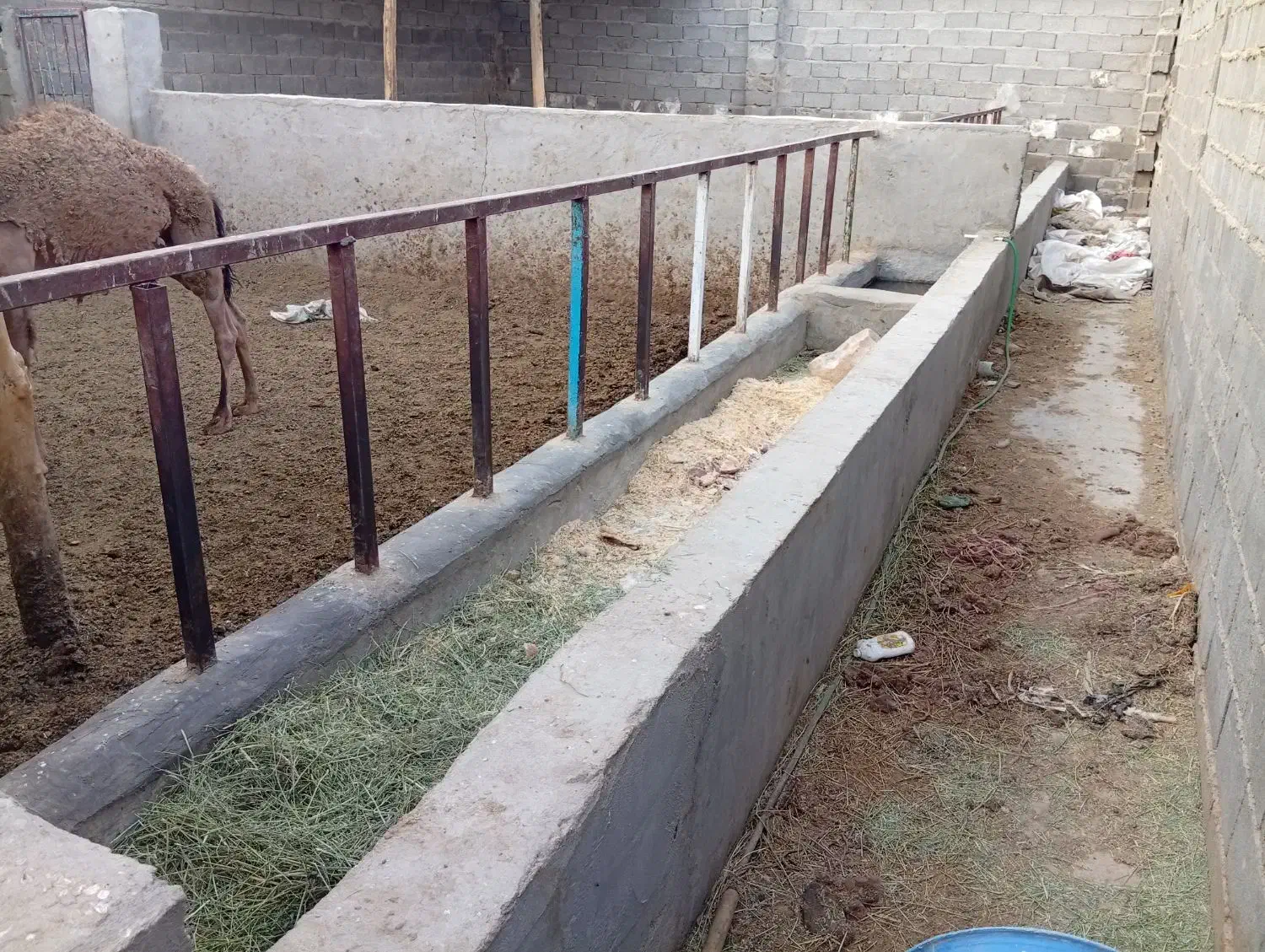 گاوداری فروشی|فروش دفتر صنعتی، کشاورزی، تجاری|زاهدان, |دیوار