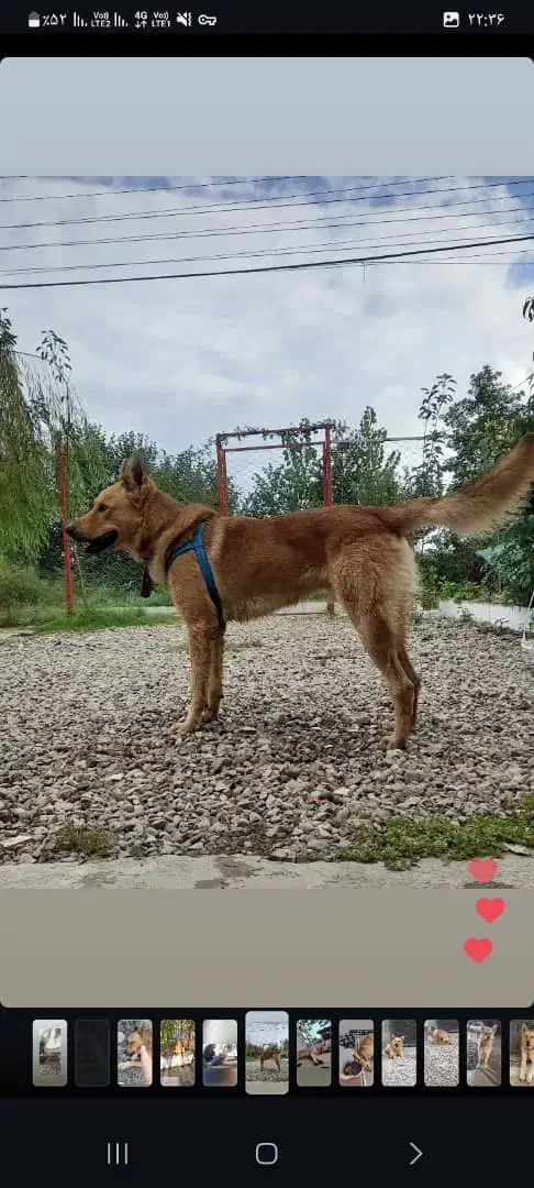 سگ ژرمن نر|سگ|شفت, |دیوار