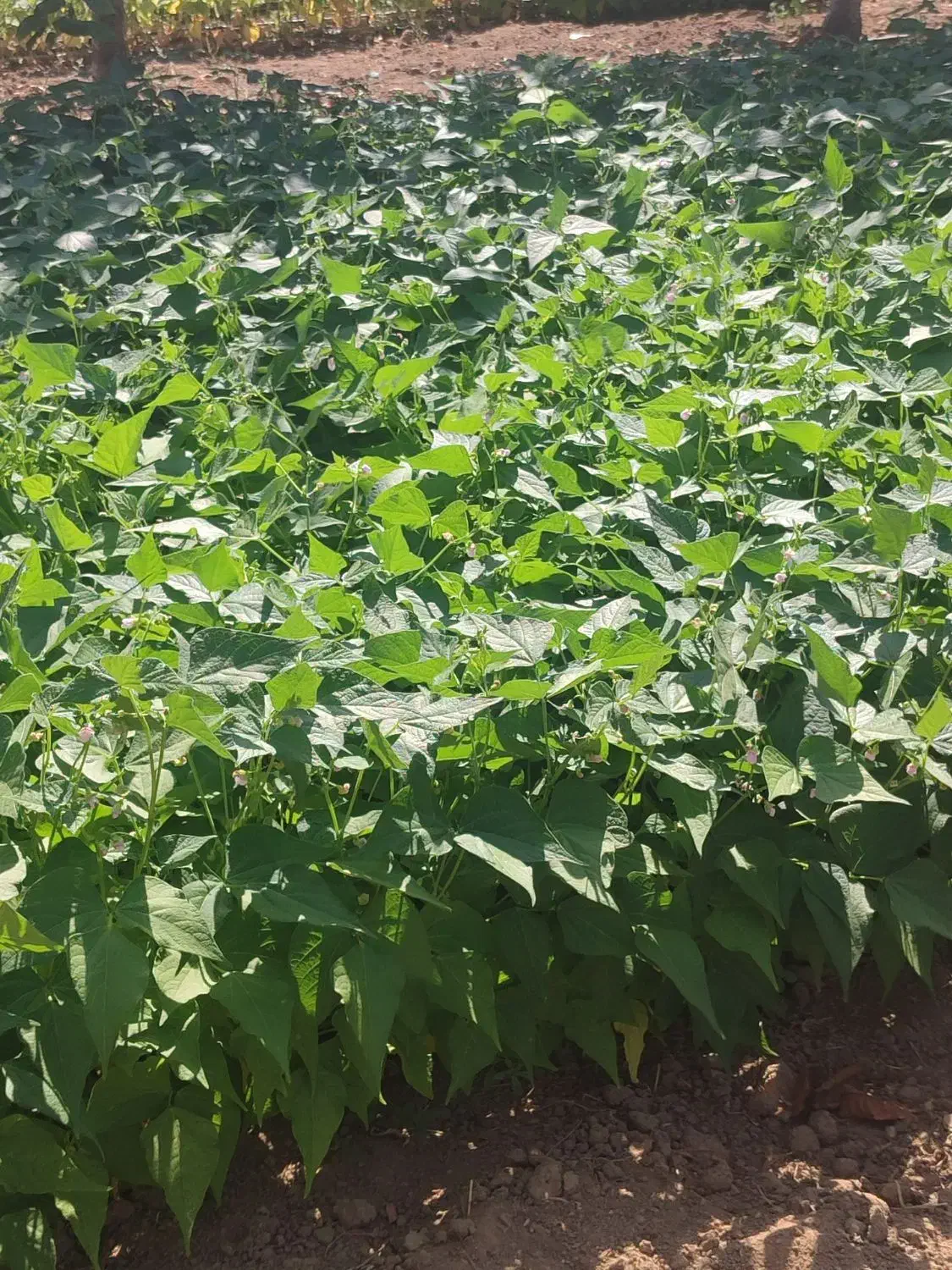 خانه باغ جاده مرز معاوضه باماشین اتوماتیک|فروش خانه و ویلا|مریوان, |دیوار