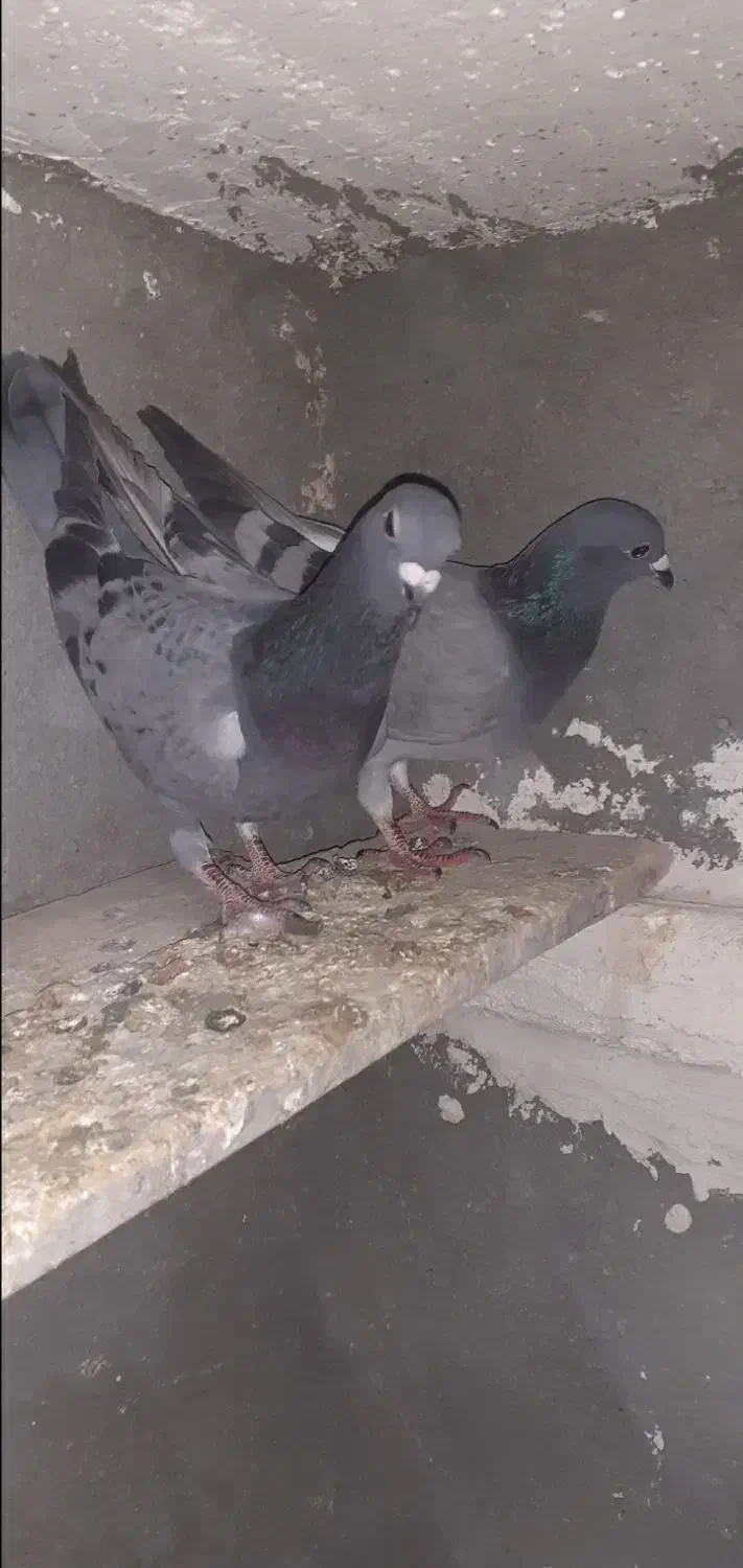 کبوتر|پرنده|کرمانشاه, |دیوار