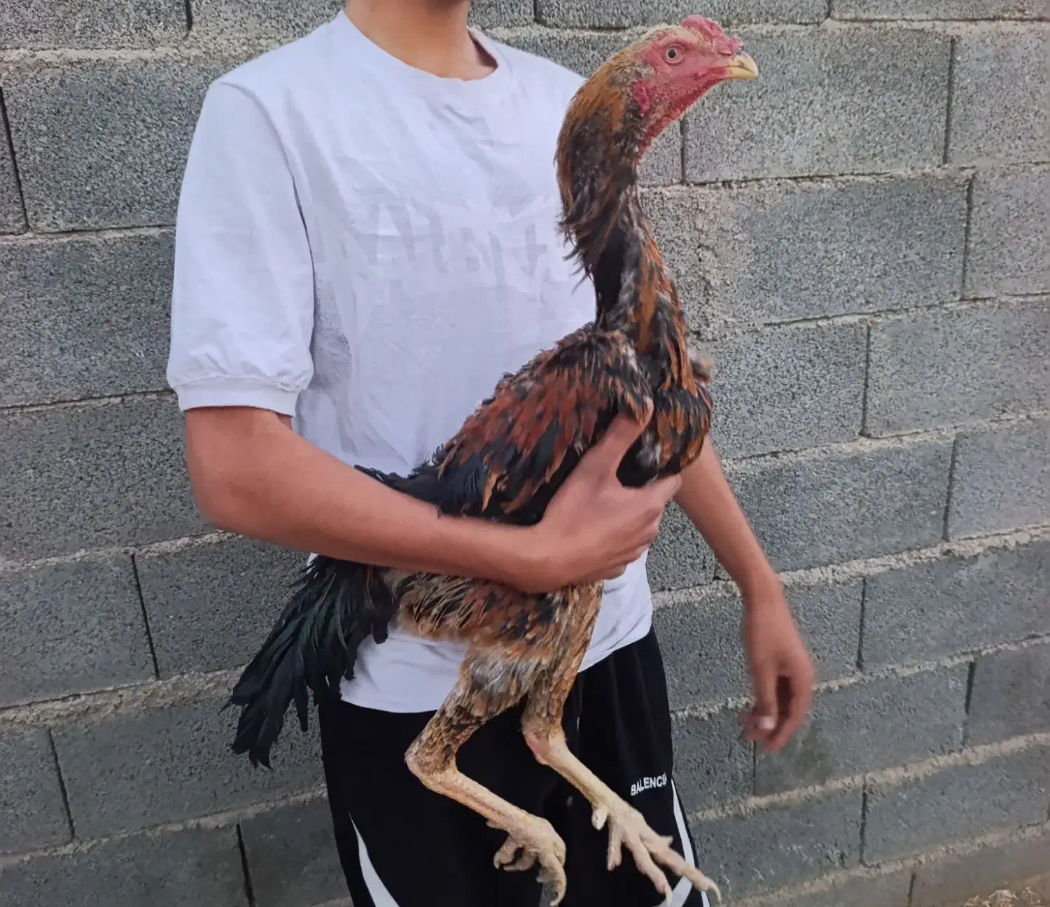 خروس اوشامو|حیوانات مزرعه|سیرجان, |دیوار