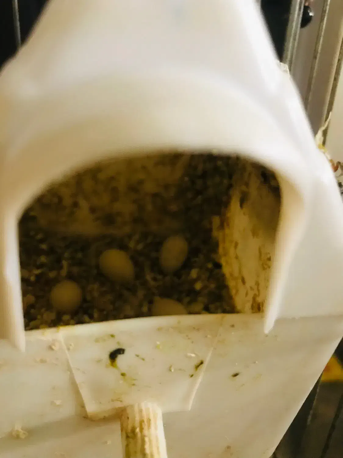 فنچ مولد|پرنده|محمدشهر, شهرک پیام (مهرالبرز)|دیوار