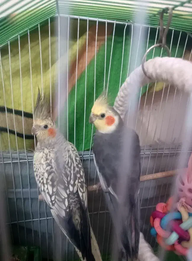 عروس هلندی|پرنده|کیش, |دیوار