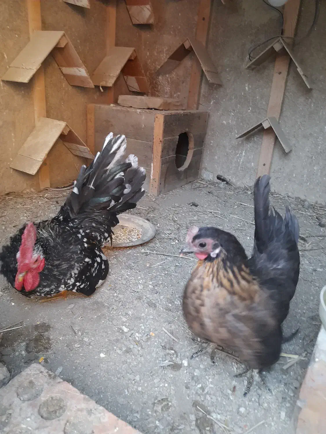 خروس مرغ جاپنیز و کوشین|حیوانات مزرعه|قرق, |دیوار