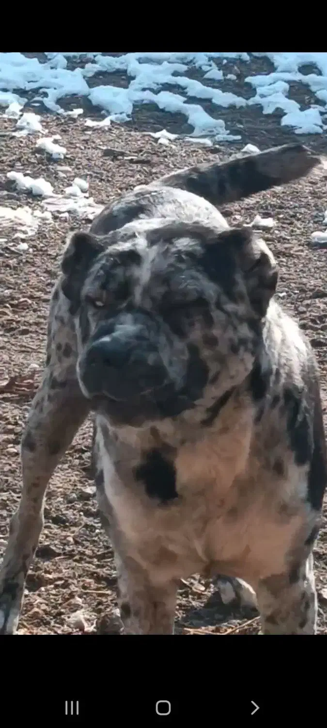 سگ سرابی|حیوانات|تربت جام, میان جام|دیوار