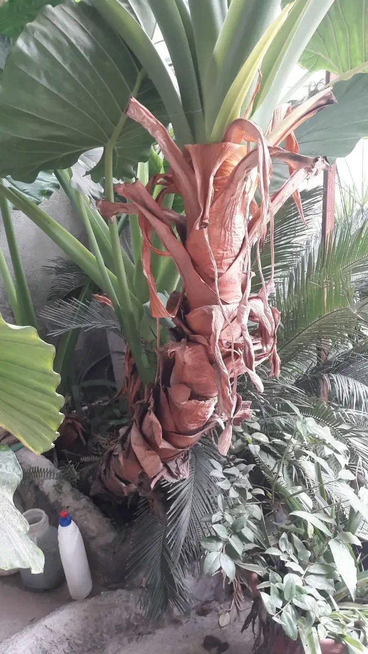 گل طبیعی بابا آدم|گل و گیاه طبیعی|آمل, |دیوار