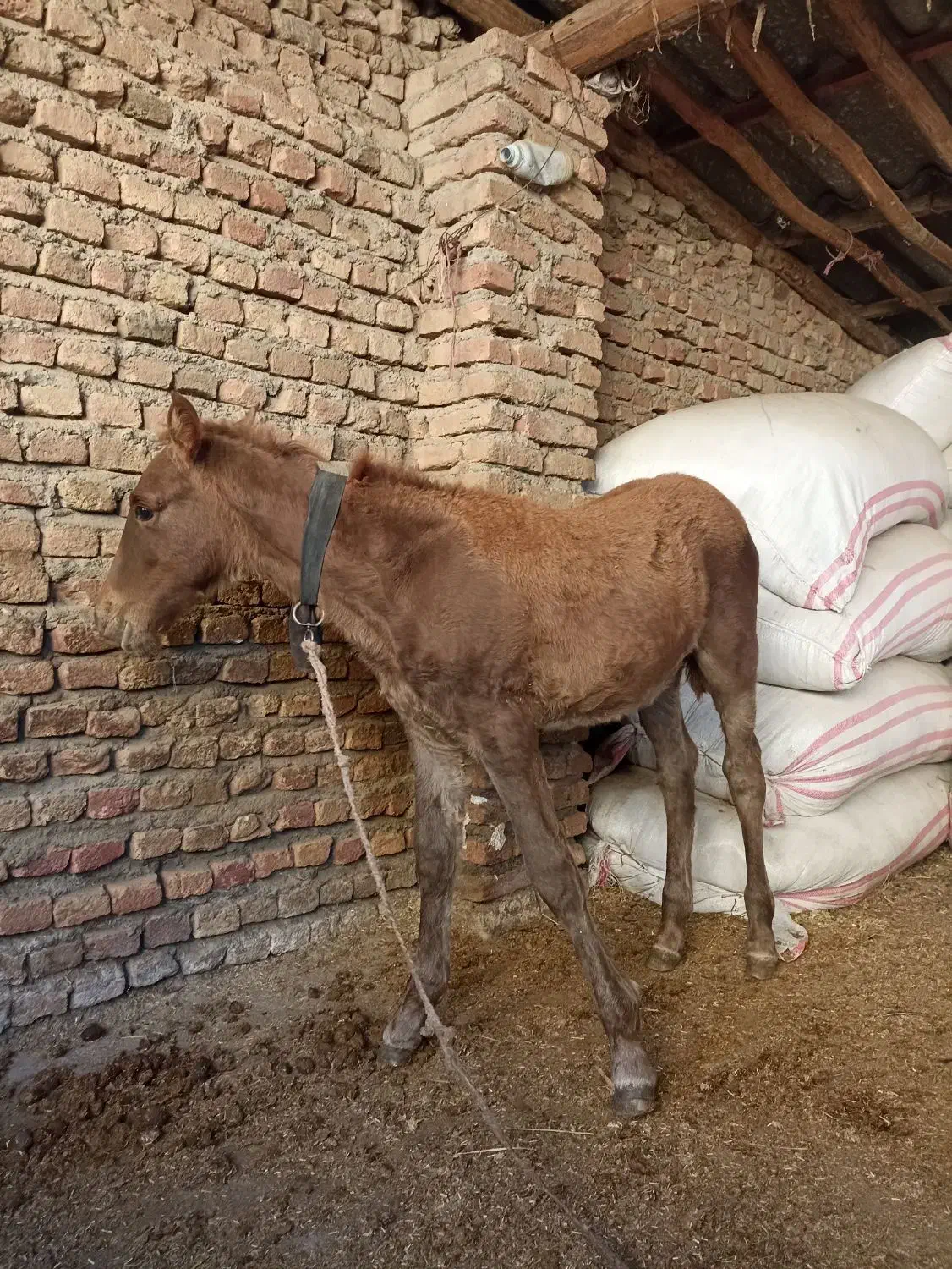 کره اسب نر چهار ماه یورقه|اسب و تجهیزات اسب‌سواری|آزادشهر, |دیوار