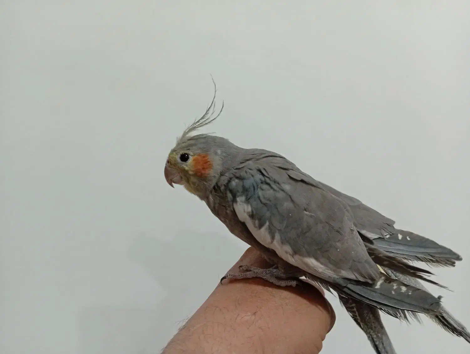 طوطی|پرنده|فیرورق, |دیوار