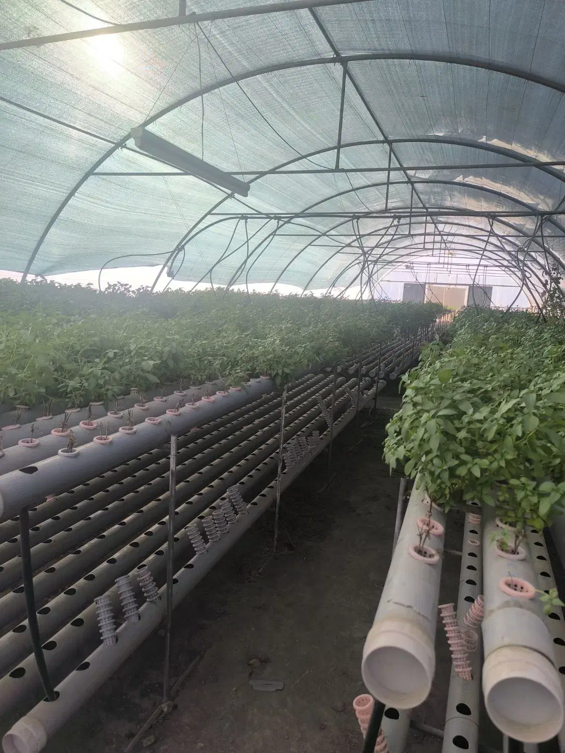 تجهیزات کشت هیدروپونیک و بستر کشت|خدمات باغبانی و درختکاری|مشهد, سازمان آب|دیوار