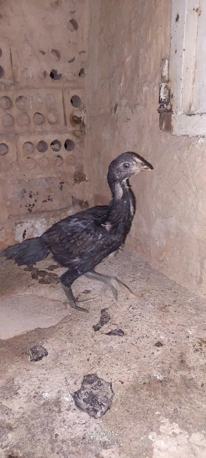 جوجه لاری|حیوانات مزرعه|خاوران, |دیوار