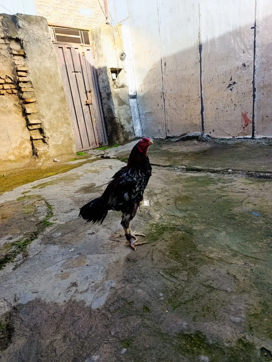 خروس لاری تاجهر|حیوانات مزرعه|جلین, |دیوار