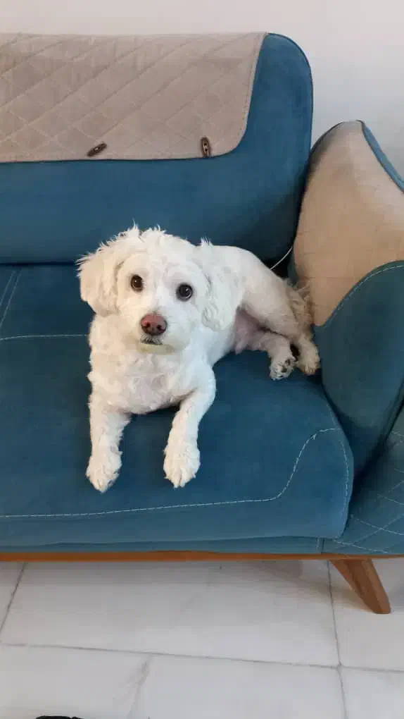 واگذاری|سگ|کرج, گلشهر|دیوار