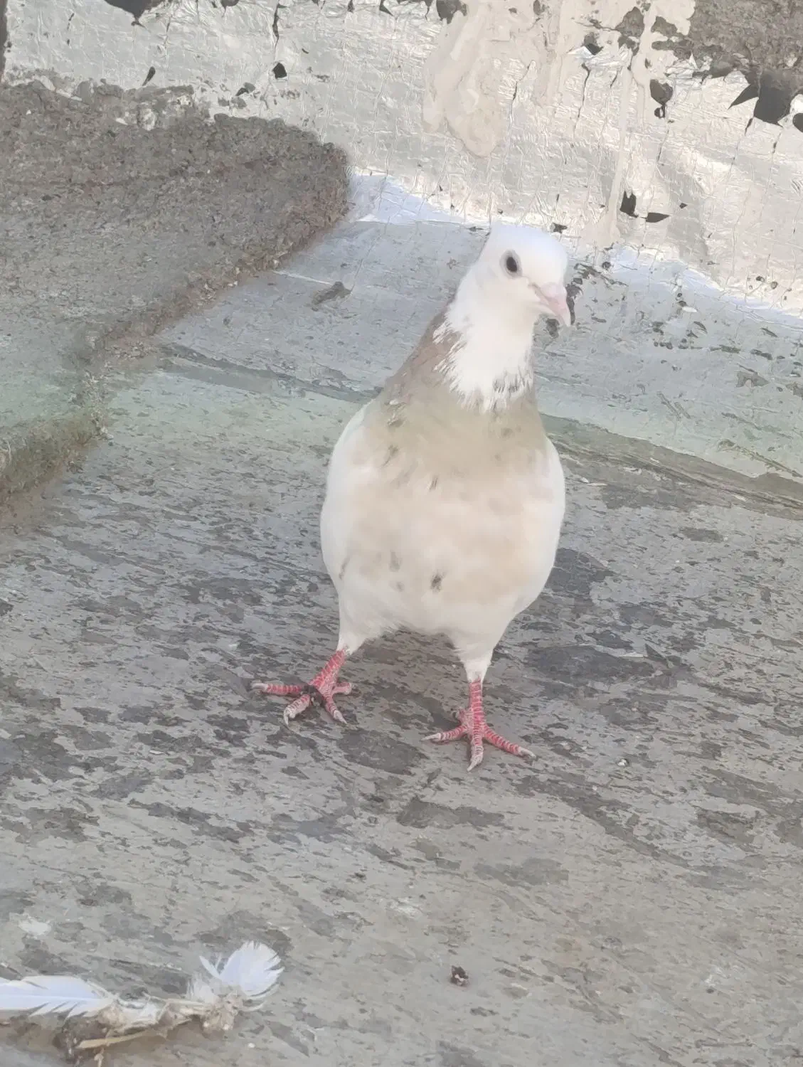 کفتر و قناری|پرنده|جلگه ماژان, |دیوار