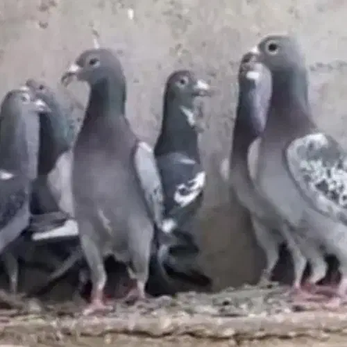 برنامه چاشنی ویکسرشال|پرنده|تربتحیدریه, بالا ولایت|دیوار