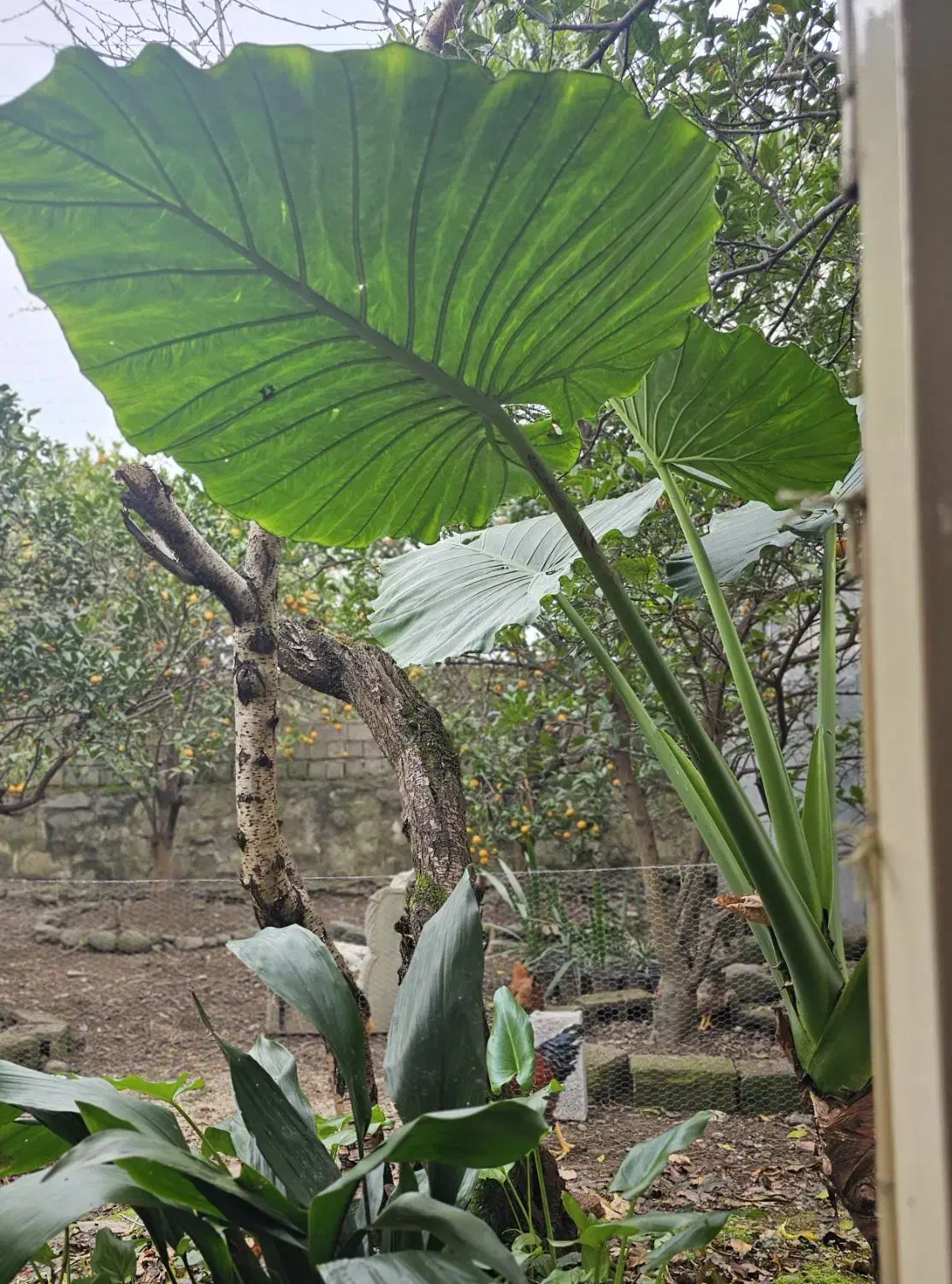 بابا آدم ، توافقی|گل و گیاه طبیعی|رامسر, |دیوار