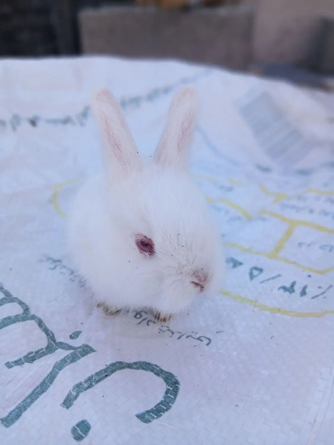 خرگوش لوپی|موش و خرگوش|سیرجان, |دیوار