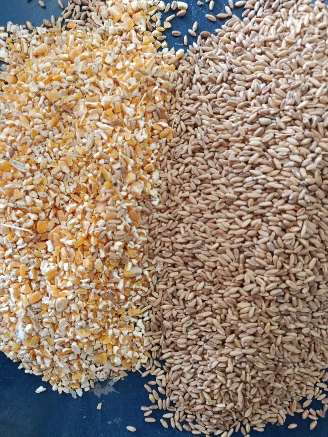 ذرت|عمده‌فروشی|مشهد, امین آباد|دیوار