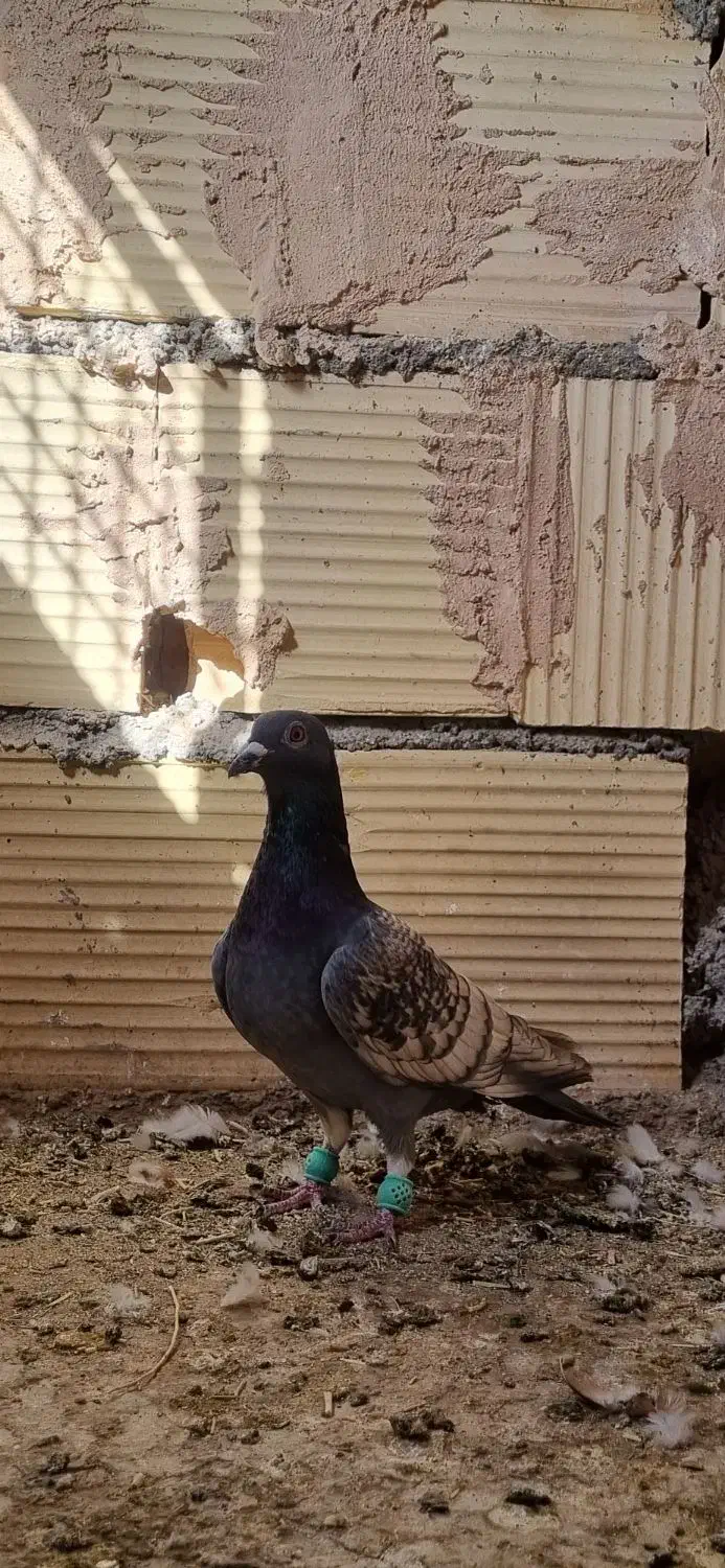 پشت تاووسی آلمانی|پرنده|عطاملک, |دیوار