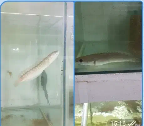 چانا فاهاکا پرت فلاورپیکاک پولی ردتیل پنکوسه شکاری|ماهی|مشهد, امیر|دیوار