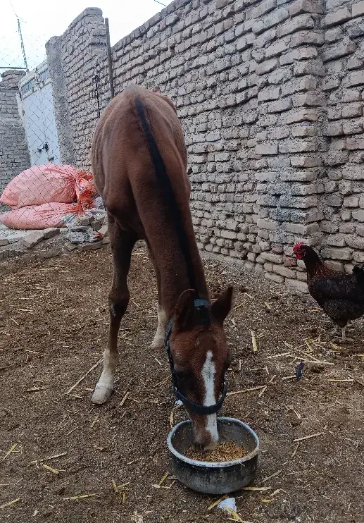 کره اسب نریون|اسب و تجهیزات اسبسواری|بومهن, |دیوار