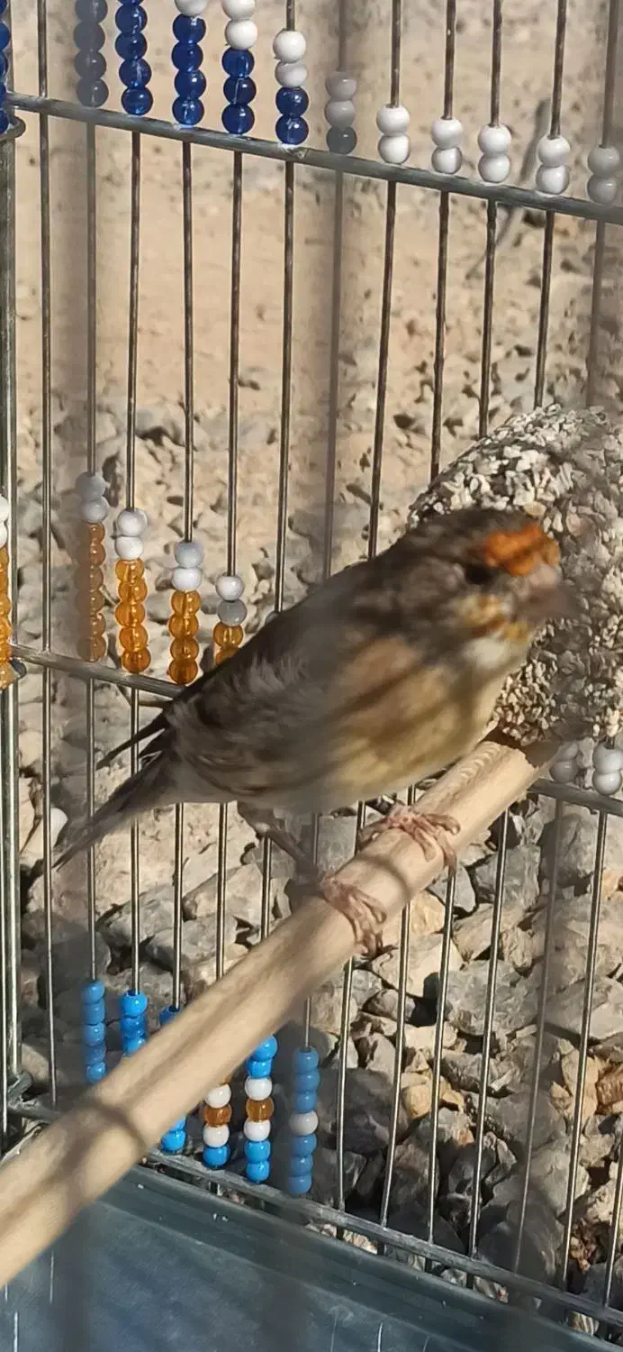 دو عدد سهره قناری|پرنده|شاهین‌شهر, شهرک ردانی پور|دیوار