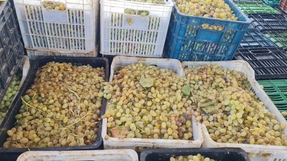 انگور عسگری وریش بابا مناسب کارخانه وشیره پزی|خوردنی و آشامیدنی|تهران, جمهوری|دیوار