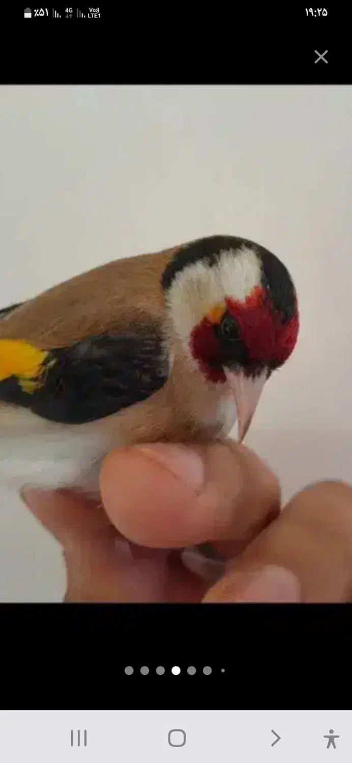 سهره باغی|پرنده|کوهدشت, |دیوار