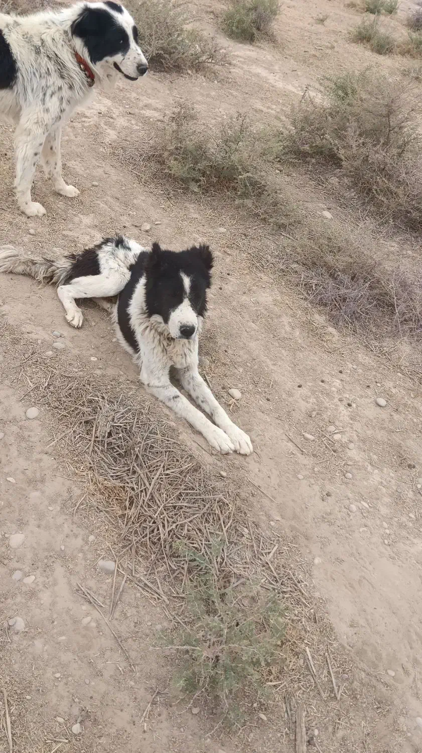 سگ. نرو لاس|سگ|امیدیه, |دیوار