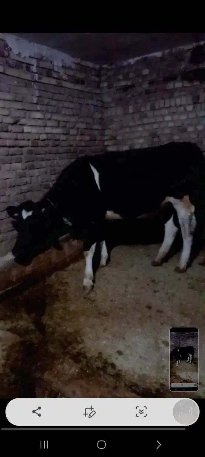 گوساله ماده هلشتاین|حیوانات مزرعه|سنقر, |دیوار