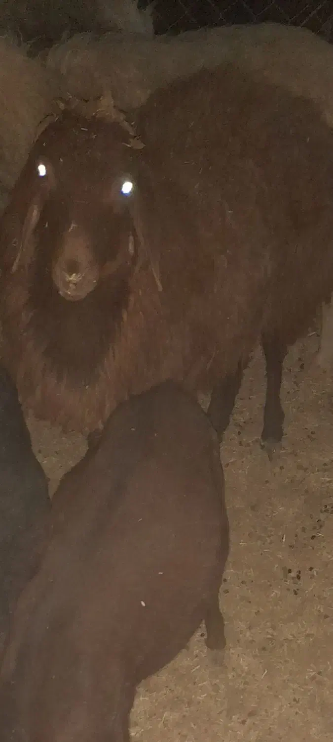 بره|حیوانات مزرعه|سیرجان, |دیوار