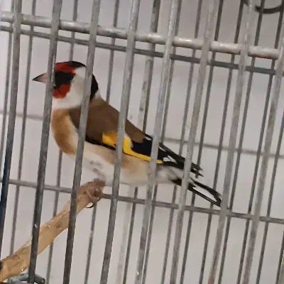 سهره نر عتیقه|پرنده|ماهدشت, |دیوار