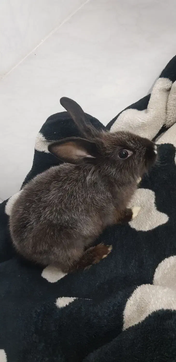 خرگوش خونگی نژاد لوپو|موش و خرگوش|قم, شهید صیاد شیرازی|دیوار