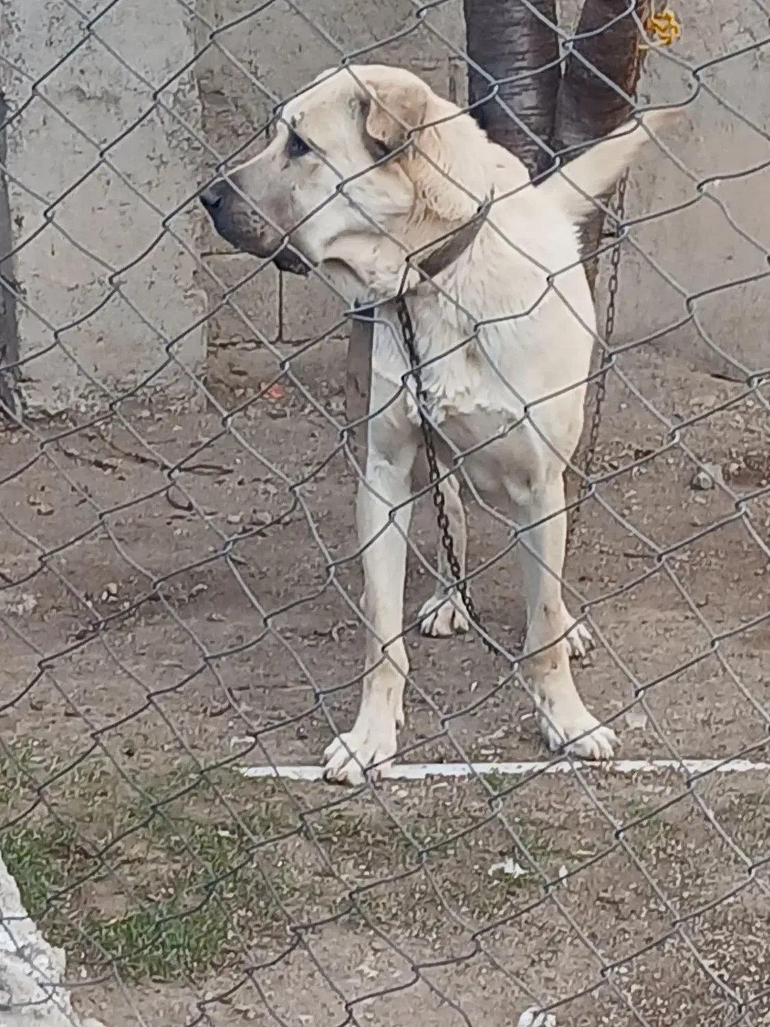 واگذاری سک پژدر|سگ|شمشک, |دیوار