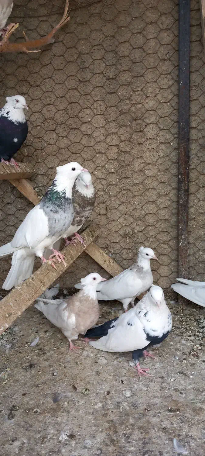 کبوتر طوقی کاکلی|پرنده|همدان, |دیوار