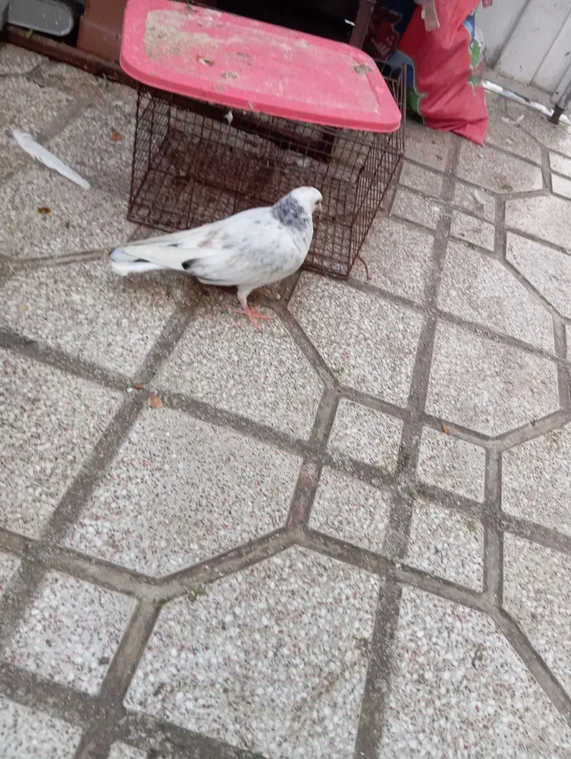 کبوتر|پرنده|گرگان, |دیوار